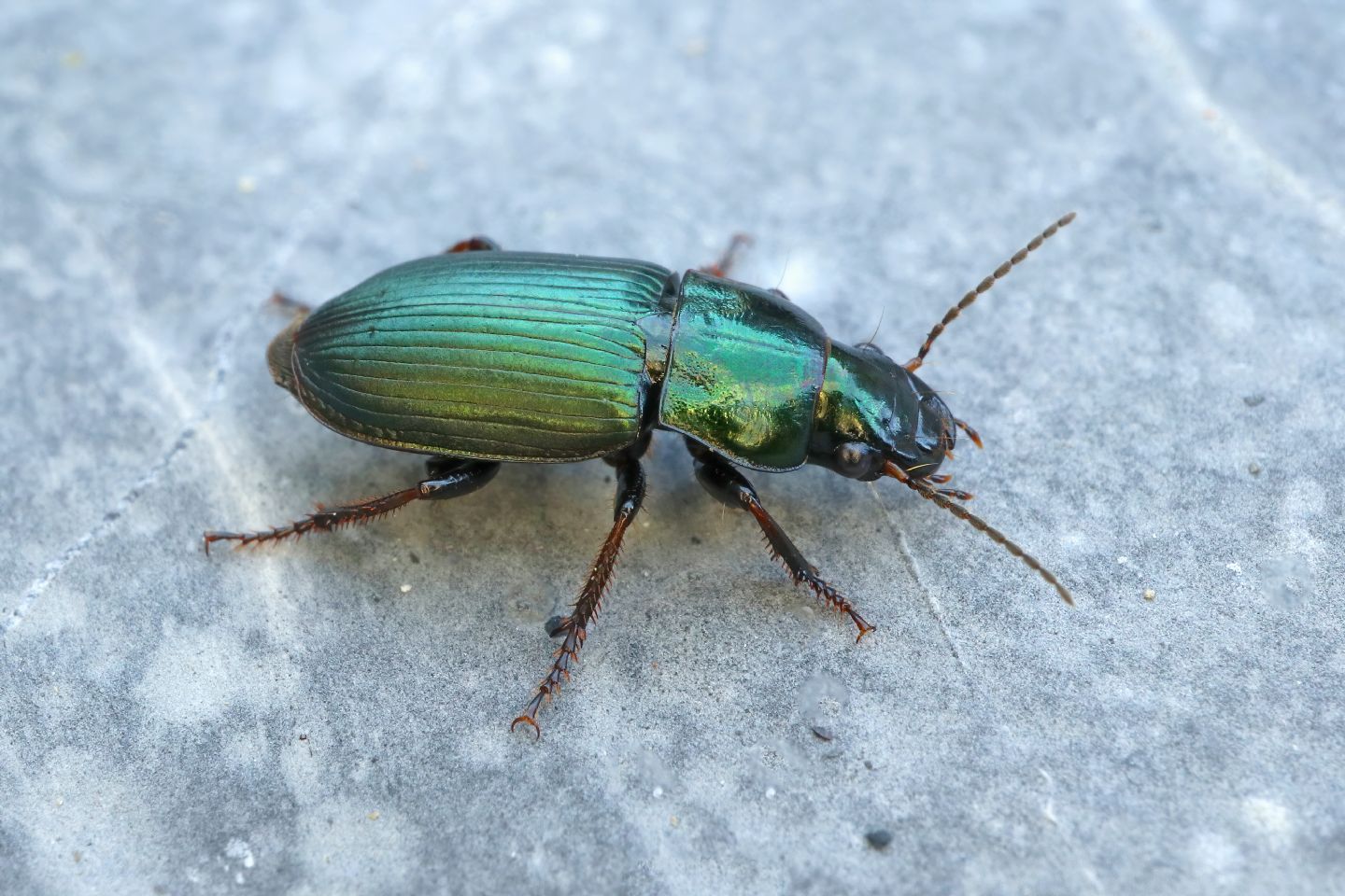 Poecilus lepidus? no, Harpalus distinguendus